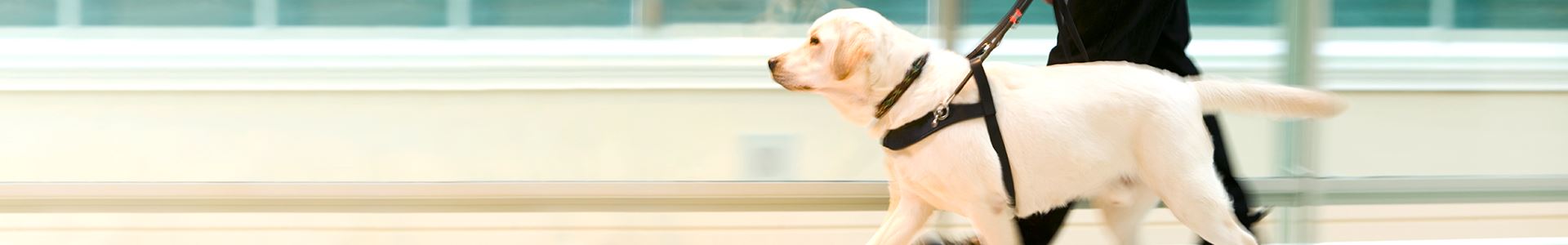 Beige Labrador dog in profile, with a black harness, walking side by side with a person wearing black trousers of whom we see only the legs and the hand that holds the harness.