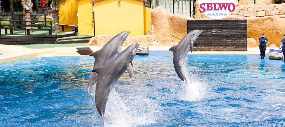 Foto de una piscina con tres delfines mulares grises saltando en el centro. A la izquierda, se pueden ver tres casitas amarillas y algunas palmeras detrás de la piscina y, a la derecha, el logotipo de Selwo Marina.