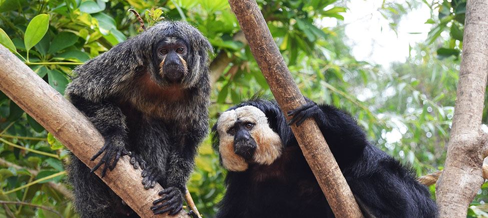 In the foreground, two white-faced saki primates with black and grey bodies and beige faces. They are perched on and clinging to a tree. In the background there are some trees in various shades of green.