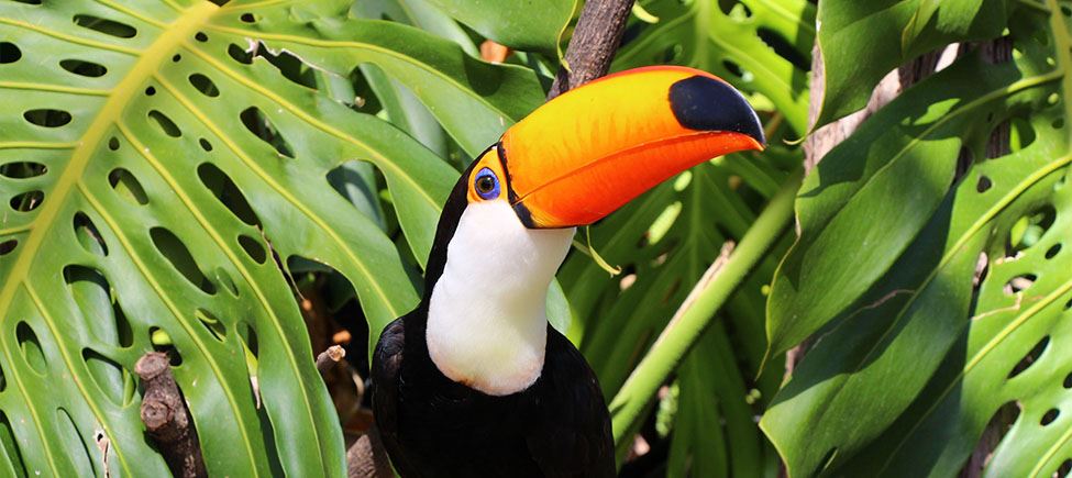 In the foreground, a toco toucan with black feathers on the body and white feathers on the neck. It has a thin layer of blue skin around its brown eye, surrounded by an orange ring. Its beak is in shades of orange, with a black spot. In the background there are some tree leaves in shades of green.