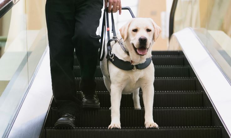 Beige labrador dog, with a black harness, descending an escalator with a person wearing black trousers of whom we see only the legs and the hand that holds the harness.