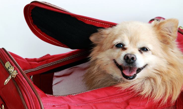 Lächelnder beiger Hund, nur sein Kopf schaut aus der roten weichen Transporttasche heraus, in der er sich befindet.