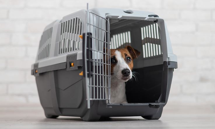 Picture consisting of a white and brown dog lying inside a hard gray and white carrier with orange latches and door pins. The carrier is resting on a white tiled floor and the metal front door is open, allowing the dog to peek out of the carrier.