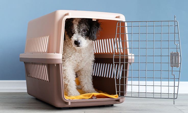 Picture consisting of a white and black dog sitting on a yellow blanket, inside a hard brown and pink carrier with white latches and door pins. The carrier is resting on a gray floor and the metal front door is open, allowing the dog to peek out of the carrier.