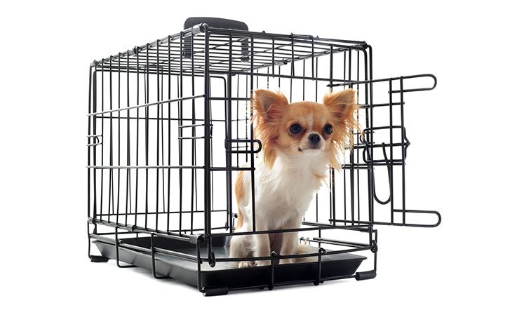 图片中显示黑色金属硬质宠物提笼内坐著一只白色和米色相间的狗。宠物提笼放置于白色表面上。