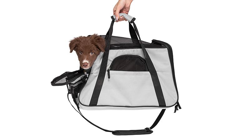 A imagem mostra um cachorro marrom de olhos azuis em uma bolsa de transporte de cor cinza-claro com alças pretas. Uma mão feminina está segurando a alça superior da bolsa de transporte, que está levantada e ligeiramente aberta, permitindo que o cachorro coloque a cabeça para fora.